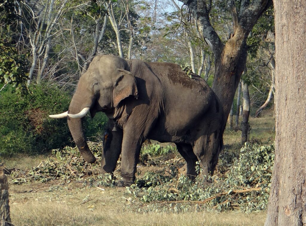 Elephant reserve