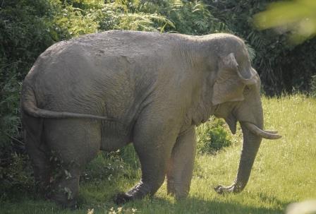 Wild elephants roaming in the Sonitpur forest, a critical area for elephant conservation in Assam.