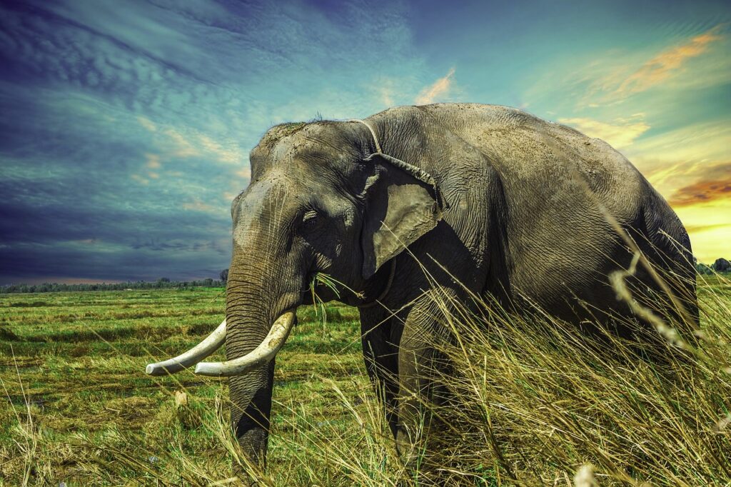 elephant, tusks, elephant tusks-2729415.jpg