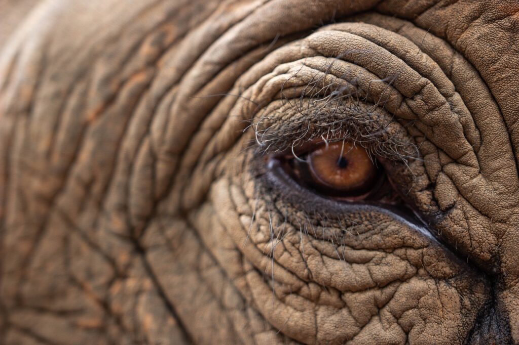 elephant's eye, elephant, pachyderm-5568016.jpg