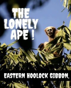 Hoolock Gibbon